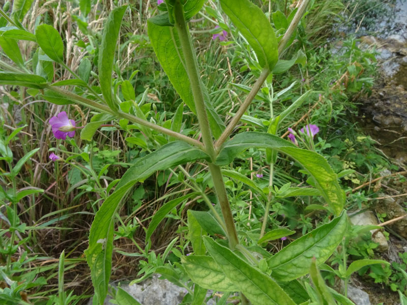 Epilobium hirsutum / Garofanino dacqua